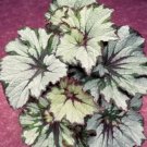 50 Green Begonia Flower Seeds
