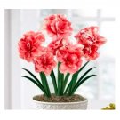 100 Amaryllis Flower Seeds (Not Bulbs)