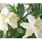 100 Gardenia Flower Seeds, White