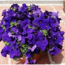 Purple Garden Petunia Perennial Flower Seeds, Professional Pack, 100 Seeds / Pack