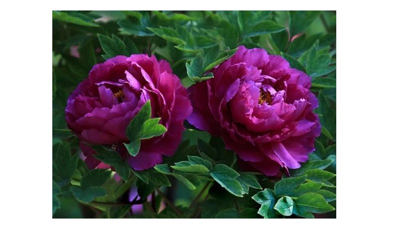 Purple Peony Shrub Flower 'Zi Cai' Seeds, Professional Pack, 5 Seeds, Beautiful Garden Flower