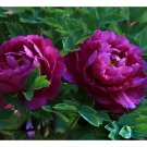 Purple Peony Shrub Flower 'Zi Cai' Seeds, Professional Pack, 5 Seeds, Beautiful Garden Flower