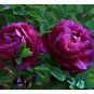 Purple Peony Shrub Flower 'Zi Cai' Seeds, Professional Pack, 5 Seeds, Beautiful Garden Flower