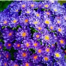 Blue Round China Aster Perennial Flower Seeds, Original Pack, 30 Seeds / Pack