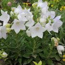 15 White Balloon Flower Seeds - Perennial Flower Garden Plant