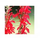100 Seeds Lobelia is Flower Hummingbirds