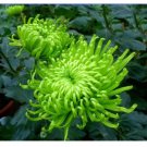 Green Spider Chrysanthemum Courtyard Flower Seeds, 50 Seeds / Pack