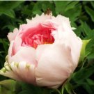 Light Pink Rose Red Tree Peony 'Qiu Ball' Flower Seeds, Professional Pack, 5 Seeds / Pack