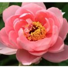 'Pink King's' Double Slippy Peony Flower Seeds, Al Pack, 5 Seeds+