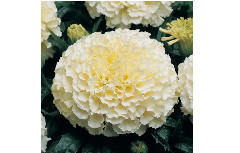 25 Moonlight Marigold Seeds | Large Double Flowers | Heirloom