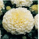 25 Moonlight Marigold Seeds | Large Double Flowers | Heirloom