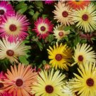 2000 ICE PLANT FLOWER SEEDS  MIXED color ANNUAL LIVINGSTONE DAISY