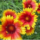 GAILLARDIA SEEDS 200+ BLANKET FLOWER perennial FLOWER garden