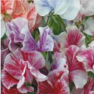 10 Streamer Mix Sweet Pea Seeds | Heirloom