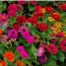 10 Zinnia Flower Seed Mix | Non-GMO | Heirloom | Fresh Flower Seeds