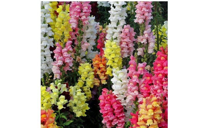 200 Magic Carpet Mix Snapdragon Seeds | Heirloom | Edible Flowers