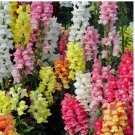 200 Magic Carpet Mix Snapdragon Seeds | Heirloom | Edible Flowers
