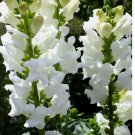50 Snowflake Snapdragon Seeds | Heirloom / Non-GMO