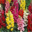 SNAPDRAGON FLOWER SEEDS 5000+ beautiful TALL MIXED COLORS GARDEN SNAPDRAGON FLOWER SEEDS 5000+ beautiful TALL MIXED COLORS GARDEN