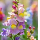 Snapdragon Northern Lights Mix 300 Seeds / Planting / Fall / Perennials