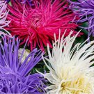 100 Crego Giant Mixture Aster Seeds | NON-GMO | Heirloom