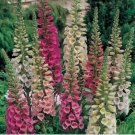 200 Foxy Mix Foxglove Seeds | Non-GMO