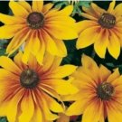 GLORIOSA DAISY FLOWERS 100 FRESH SEEDS