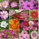 Cosmos CRAZY 200 Seeds FOR COSMOS Mix Loves Heat Pollinators Heirloom Non-GMO