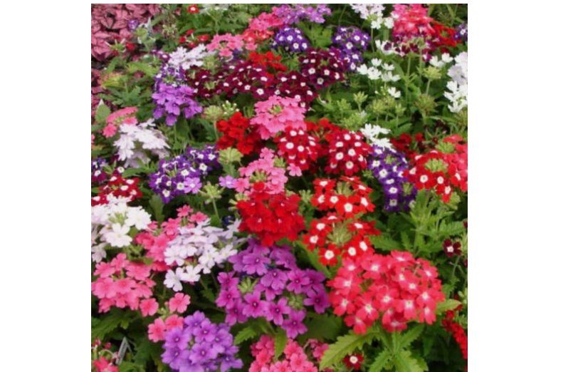 Verbena COMPACTA Mix 200 Seeds Dwarf Groundcover Tender Perennial Bees Non-GMO