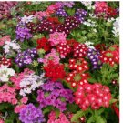 Verbena COMPACTA Mix 200 Seeds Dwarf Groundcover Tender Perennial Bees Non-GMO