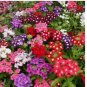 Verbena COMPACTA Mix 200 Seeds Dwarf Groundcover Tender Perennial Bees Non-GMO
