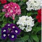 Verbena COMPACTA Mix 200 Seeds Dwarf Groundcover Tender Perennial Bees Non-GMO