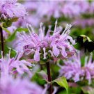 BEE BALM WILD BERGAMOT 1000 SEEDS Perennial Beneficial Bees Hummingbirds Non-GMO