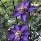 Seeds Purple Clematis Flowered Perennial Vine Huge Flowers 39Pcs