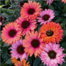 Sunseeker Rainbow Coneflower 50 Seeds Echinacea Flower Perennial Flowers