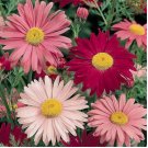 300+ Painted Daisy Seeds Flower USA SELLER