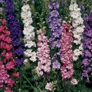 250 Seeds Imperial Rocket Larkspur Mix, Delphinium consolida, Field Larkspur