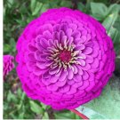 50 Purple Prince Zinnia Seeds | Giant 5"+ Purple Flowers