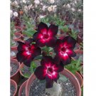 Pink Black White Desert Rose 4  Seeds Adenium Flower Perennial Seed