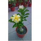 Rare Yellow White Desert Rose 4 Seeds Adenium Perennial Flowers