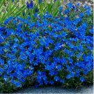 Bright Blue Alyssum 25 Seeds Carpet Flower Sweet Flowers Seed