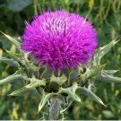 50+ MILK THISTLE SEEDS herb FLOWER garden BIENNIAL Silybum Marianum