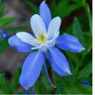 200+ ROCKY MOUNTAIN BLUE COLUMBINE SEEDS  perennial FLOWER garden