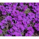 100  VERBENA MOSS FLOWER SEEDS Fresh Moss Verbena Garden Seeds