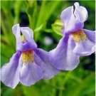 300+ MONKEY FLOWER SEEDS  "ALLEGHENY" perennial WILDFLOWER garden