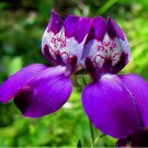 Beautiful Chinese Houses Seeds 200 SEEDS NON-GMO