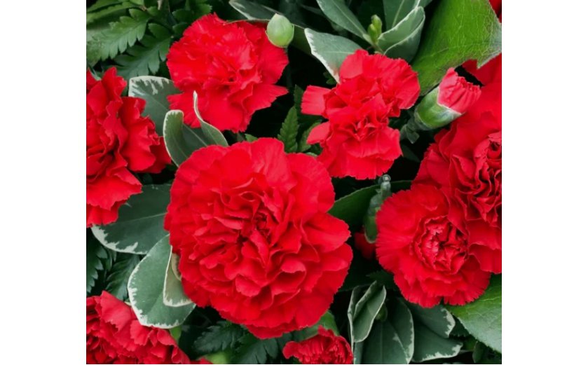Carnation ETINCELLANT RED Pollinators Fragrant Cut Flowers 200 Seeds Non-GMO