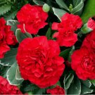 Carnation ETINCELLANT RED Pollinators Fragrant Cut Flowers 200 Seeds Non-GMO