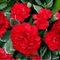 Carnation ETINCELLANT RED Pollinators Fragrant Cut Flowers 200 Seeds Non-GMO