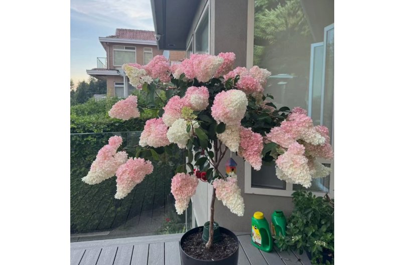 Strawberry Hydrangea Tree 50 Seeds &acirc;�� Pink & White Cone Blooms, Heirloom Flower